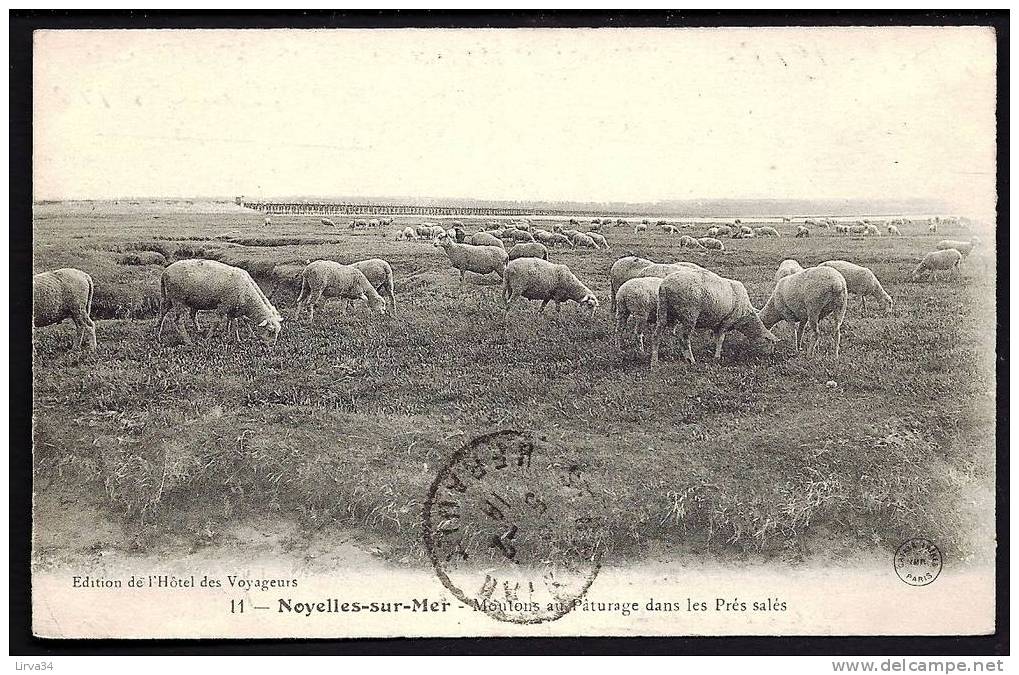 CPA  ANCIENNE- FRANCE- NOYELLES-SUR-MER (80)- TROUPEAU DE MOUTONS PÂTURANT DANS LES PRÉS-SALÉS - Noyelles-sur-Mer