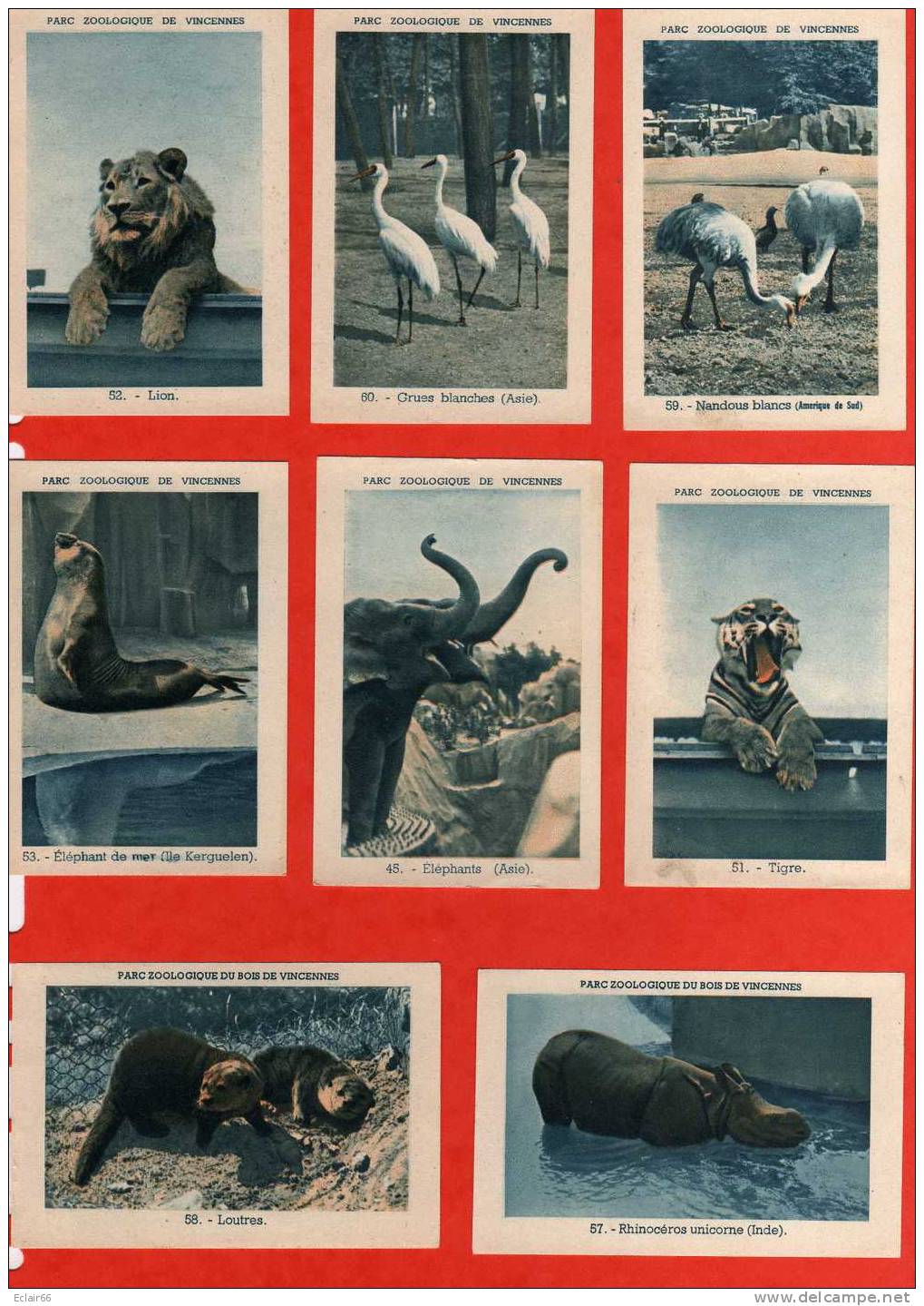 19  IMAGES  PARC ZOOLOGIQUE   DE VINCENNES Année 1953 - OFFERT PAR L' URBAINE CAPITALISATION - Animaux