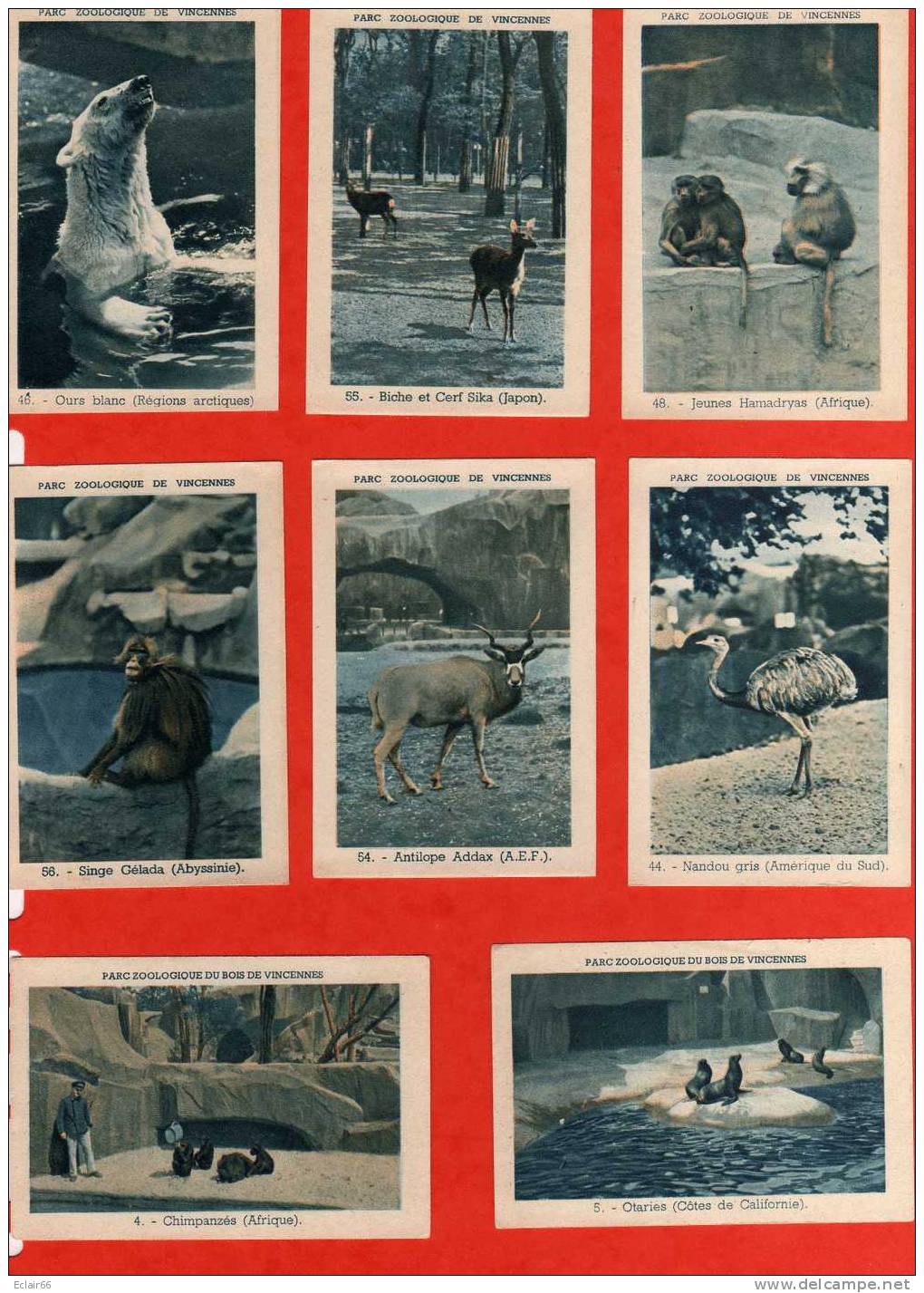 19  IMAGES  PARC ZOOLOGIQUE   DE VINCENNES Année 1953 - OFFERT PAR L' URBAINE CAPITALISATION - Animaux