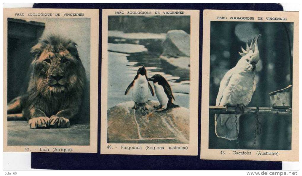 19  IMAGES  PARC ZOOLOGIQUE   DE VINCENNES Année 1953 - OFFERT PAR L' URBAINE CAPITALISATION - Animales