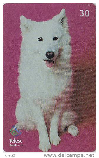 Télécarte Brésil - CHIEN Loup SAMOYEDE - DOG Phonecard - Hund Telefonkarte - Cane Perro Hond - 672 - Chiens