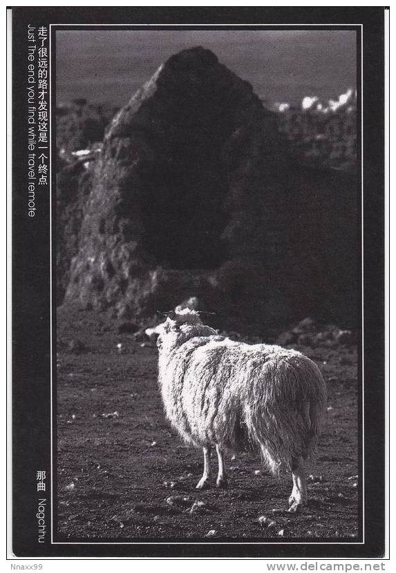 China - Sheep, Nakqu Prefecture Of Tibet - Tíbet