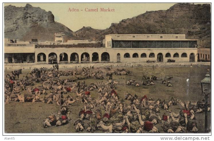 Aden Camel Market, Colony Arabian Peninsula, On 1900s/10s Vintage Postcard, Hotel De L'Europe Turkish Shop Aden - Yémen