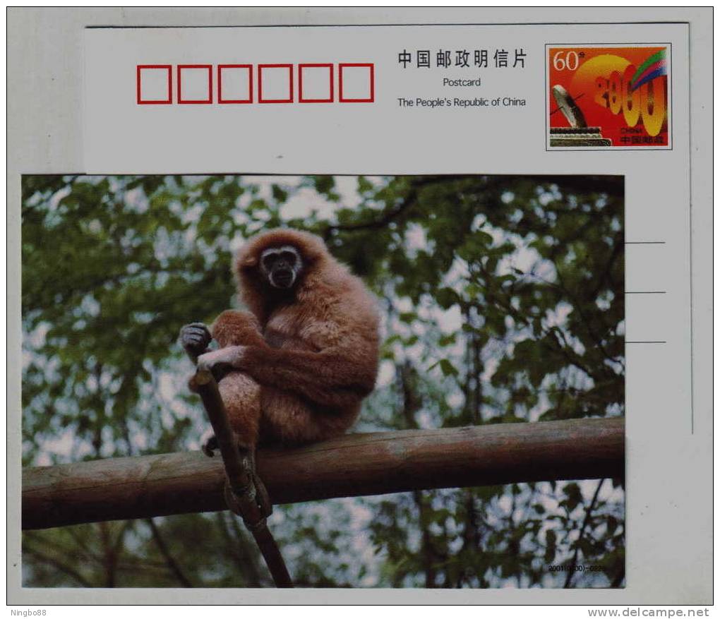 White-handed Gibbon,endangered Species,China 2001 Panjin Protect Wildlife Animals Advert Pre-stamped Card - Apen