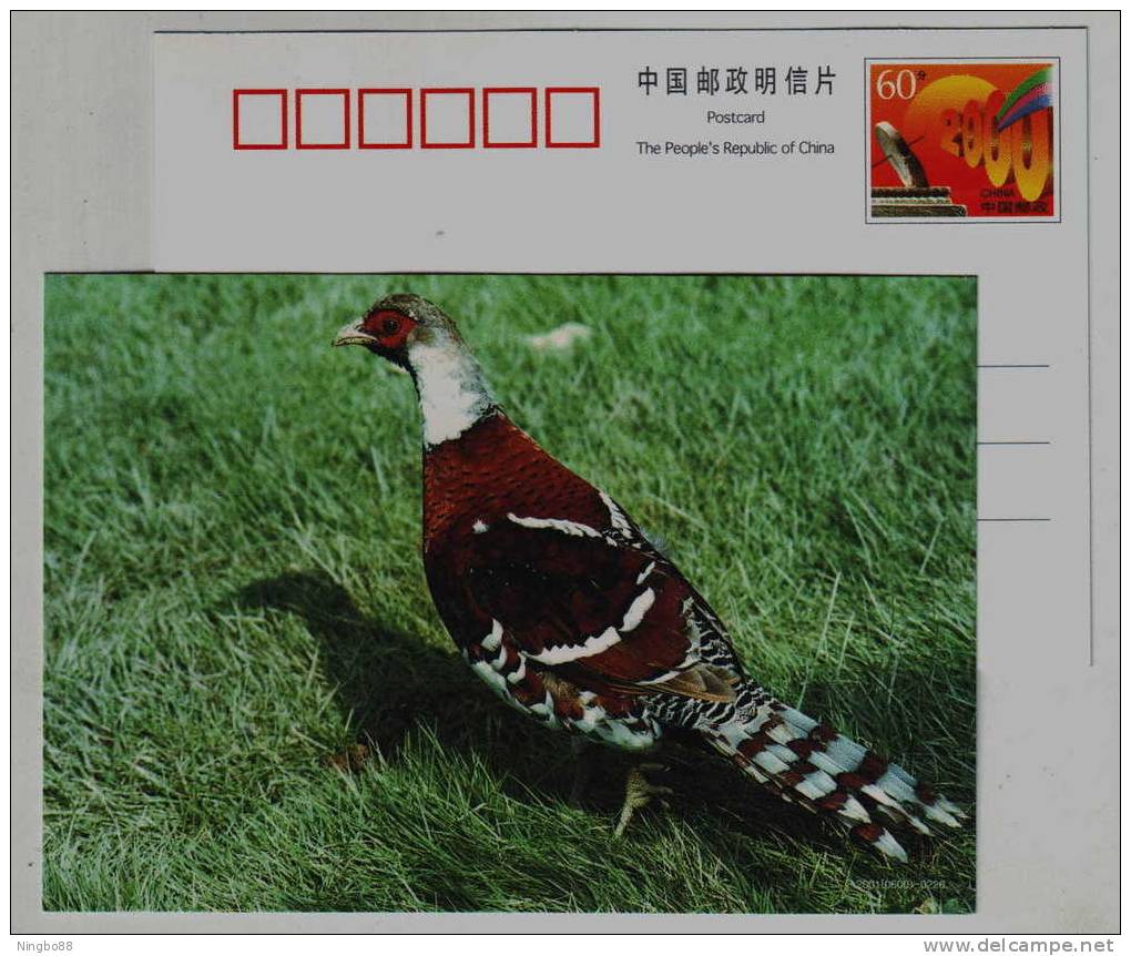 White-necked Long-tailed Pheasant,endangered Species,CN 01 Panjin Protect Wildlife Animals Advert Pre-stamped Card - Gallináceos & Faisanes