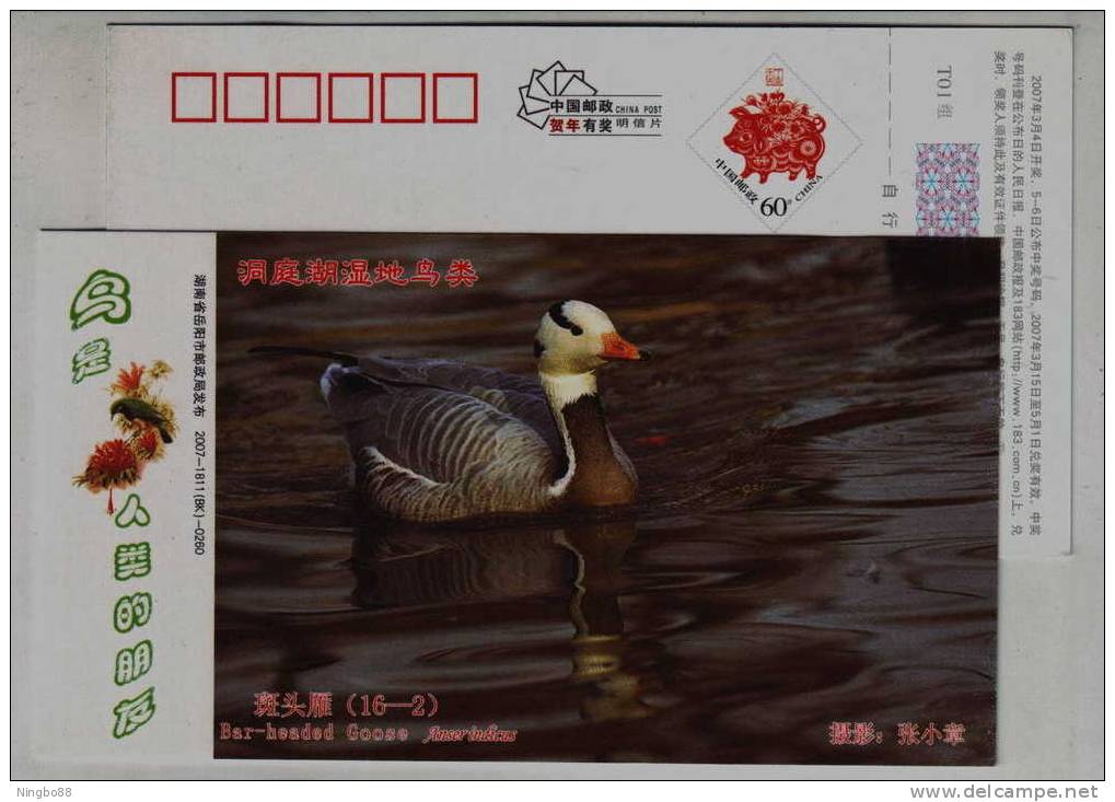 Bar-headed Goose,IUCN Red List Of Endangered Species,CN07 Dongting Lake Wetland Wildlife Bird Pre-stamped Card - Ganzen