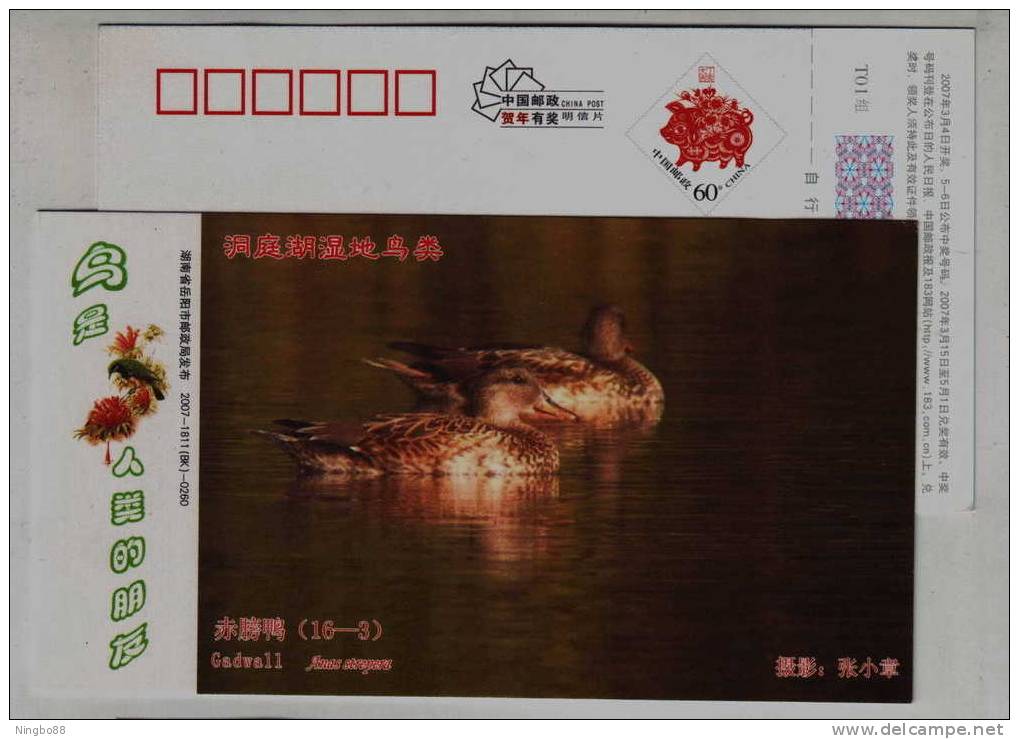 Gadwall,Anas Strepera,IUCN Red List Of Endangered Species,CN07 Dongting Wetland Wildlife Bird Pre-stamped Card - Canards