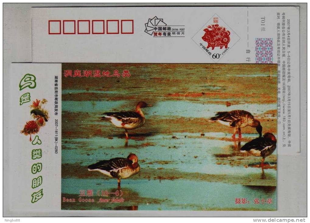 Bean Goose,Anser Fabalis,IUCN Red List Of Endangered Species,CN07 Dongting Wetland Wildlife Bird Pre-stamped Card - Oies