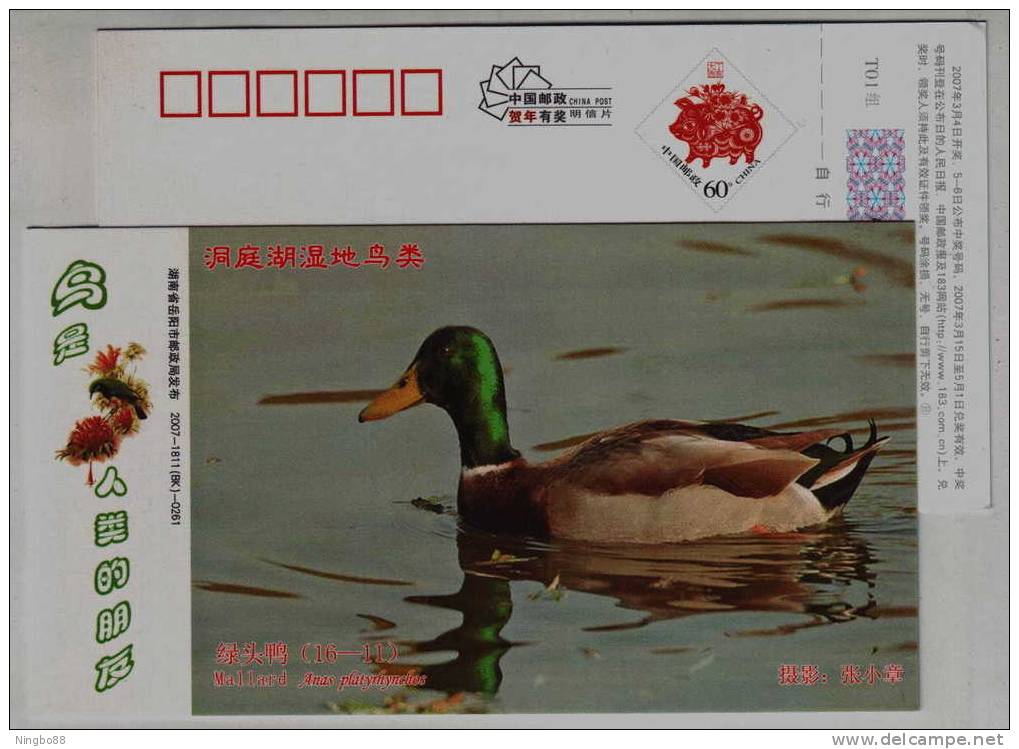 Common Mallard Duck,IUCN Red List Of Endangered Species,CN07 Dongting Lake Wetland Wildlife Bird Pre-stamped Card - Eenden