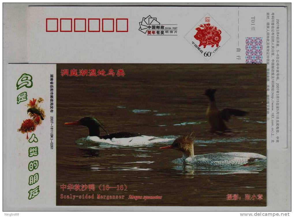 Scaly-sided Merganser,IUCN Red List Of Endangered Species,CN07 Dongting Lake Wetland Wildlife Pre-stamped Card - Anatre