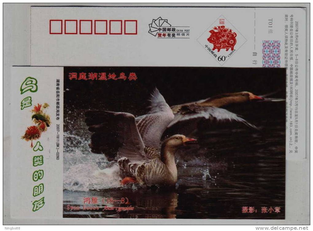 Swan Goose,IUCN Red List Of Endangered Species,CN07 Dongting Lake Wetland Wildlife Bird Pre-stamped Card - Oche