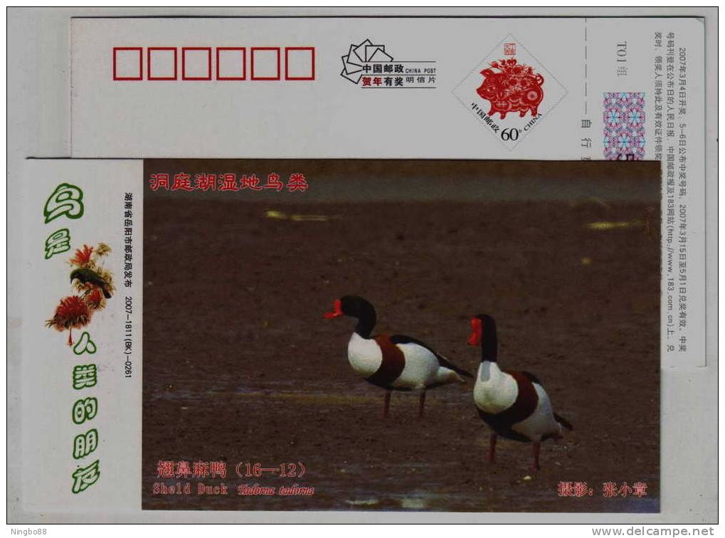 Common Shelduck,IUCN Red List Species,CN07 Dongting Lake Wetland Wildlife Bird Pre-stamped Card - Canards