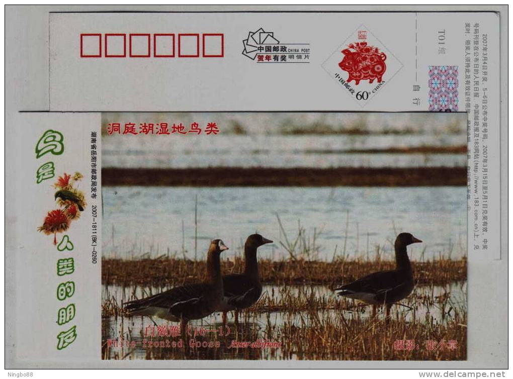 White-fronted Goose,IUCN Red List Of Species,CN 07 Dongting Lake Wetland Wildlife Bird Pre-stamped Card - Oche