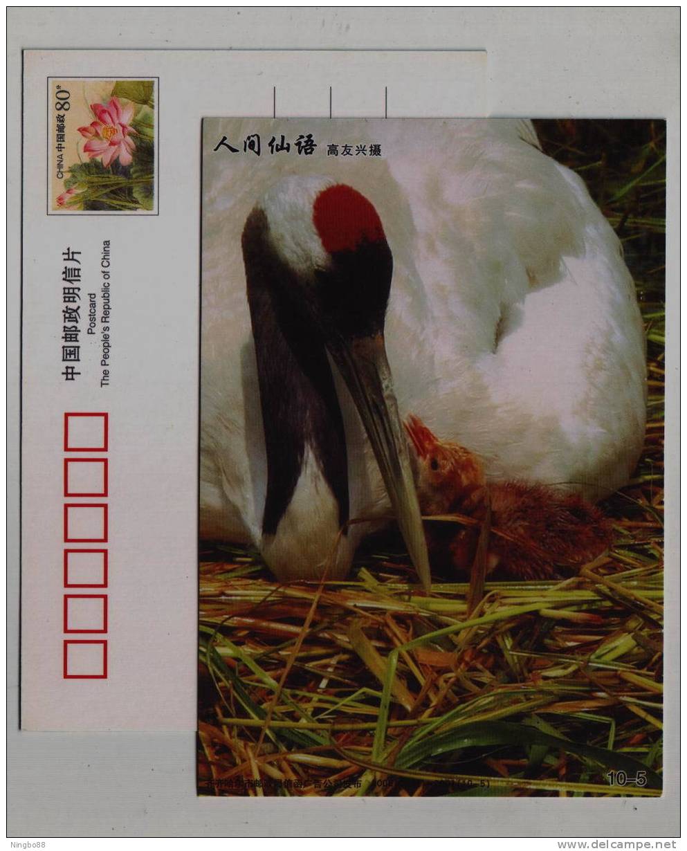 Red-crowned Crane Bird,China 2008 Qiqiha'er Zhalong Wetland Nature Reserve Landscape Pre-stamped Card - Cranes And Other Gruiformes