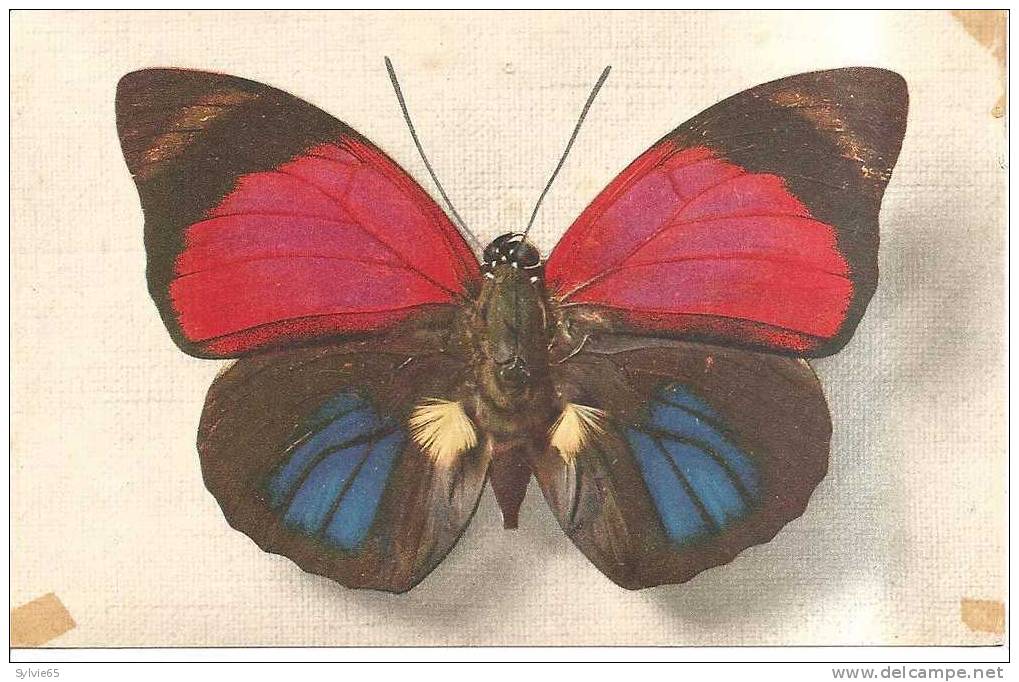 PAPILLON -AGRIASSARDANAPALUS(variété Fulgens,centre Brésil)-édité Par Comité National De L'enfance - Butterflies