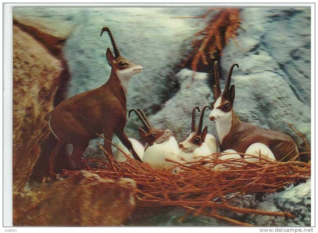 Cartolina - FAMIGLIA DI STAMBECCHI  - FAUNA - Stereoskopie