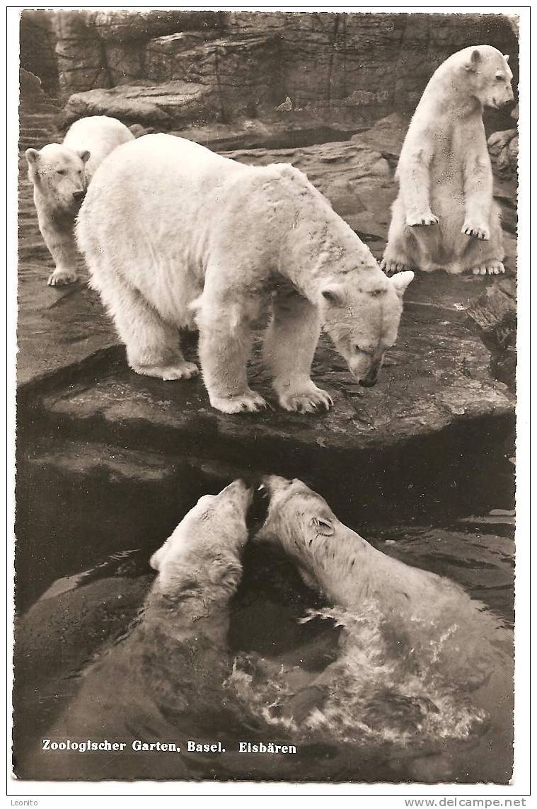 Eisbären Im Zoologischen Garten Basel 1952 - Beren