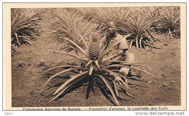 Guinée Francaise  Compagnie Agricole De   Guinée   Exposition Coloniale Internationale De Paris - Guinée Française