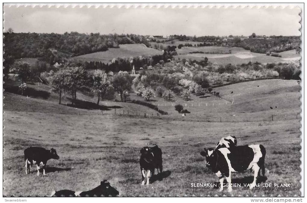 NL.- Slenaken - Gezien Vanaf  De Plank - Landschap - Koeien - Kerktoren. - Slenaken