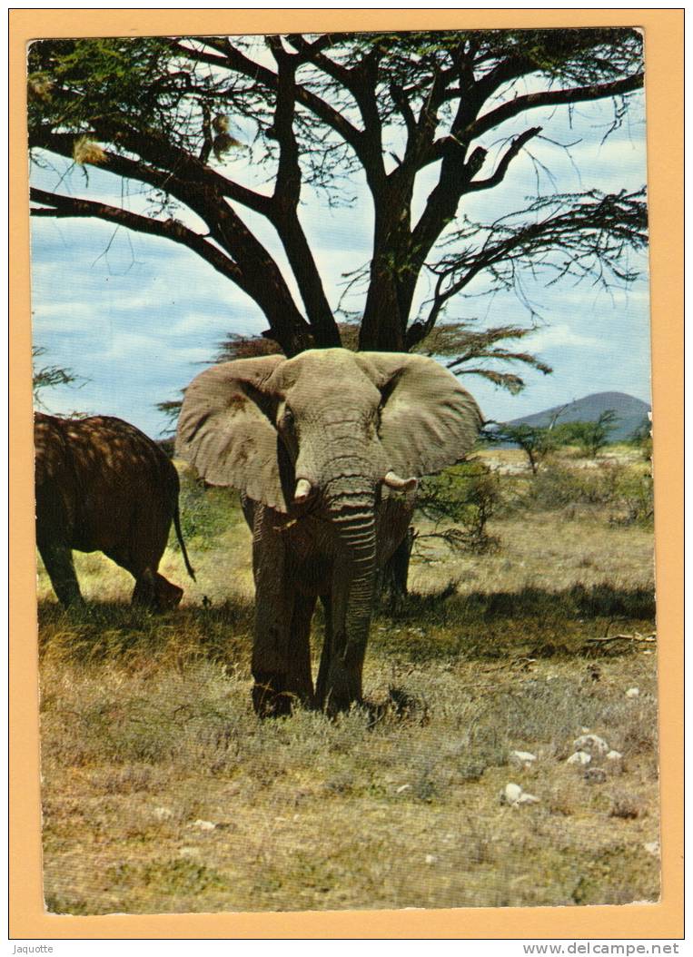 ELEPHANT - N°9019 - Collection Du Club - Éléphants