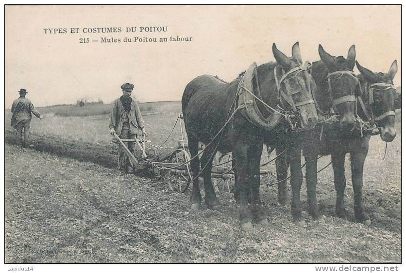 YM 320/CPA TYPES ET COSTUMES DU POITOU   - MULES DU POITOU AU LABOUR  (ATTELAGE ) - Poitou-Charentes