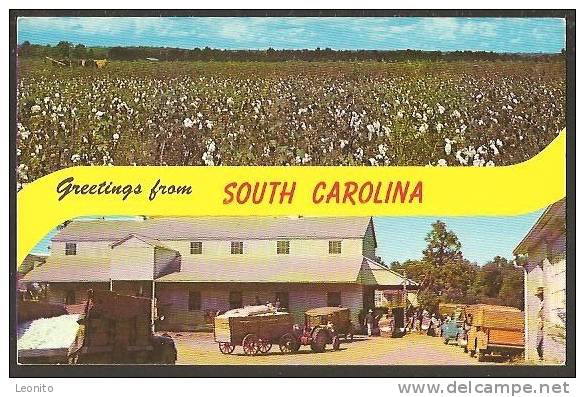 Cotton Field South Carolina - Other & Unclassified