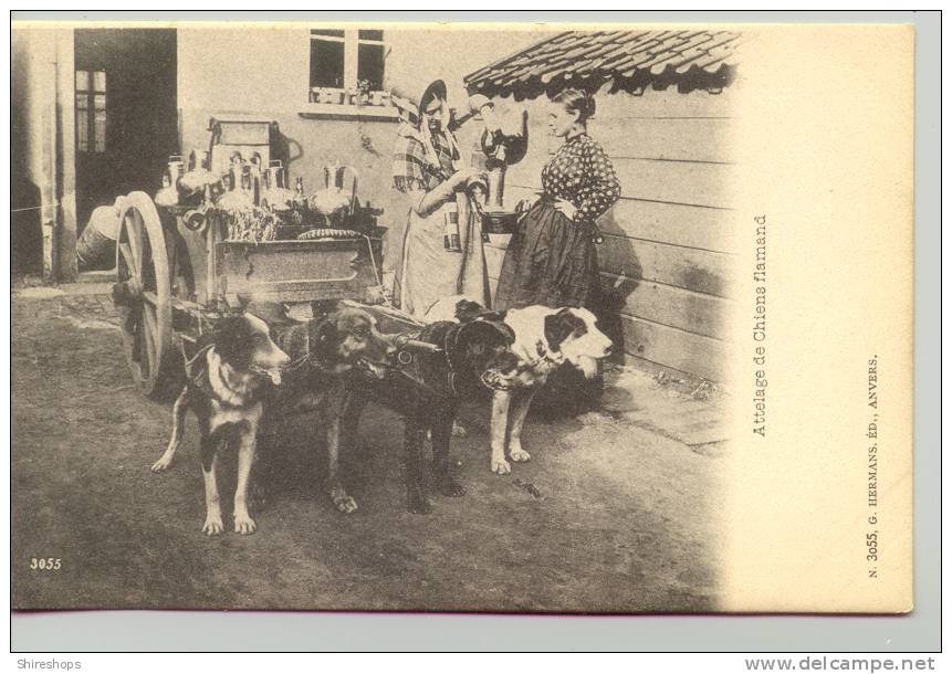 Attelage De Chiens Flamand Woman German Dog Cart - Douane