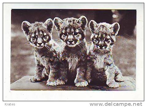 Postcard - Tigers  (2637) - Tigres