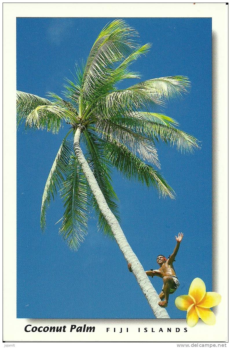 Fidji - Fiji Islands - CPM Neuve ** - Unused Post Card - TTB - Cocotier - Faune - N° PF1023 - Figi