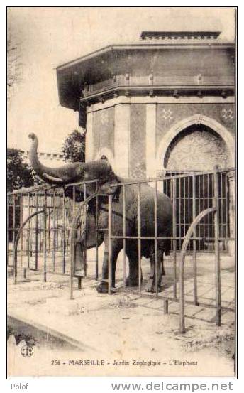 MARSEILLE - Jardin Zoologique - L' Elephant L    (24080) - Éléphants