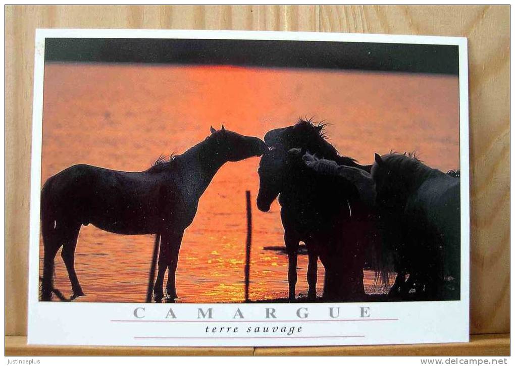 CPM CHEVAUX AU SOLEIL COUCHANT CAMARGUE TERRE SAUVAGE PHOTO MARTIN RAGET N° 00.003 - Halt Gegen Das Licht/Durchscheink.