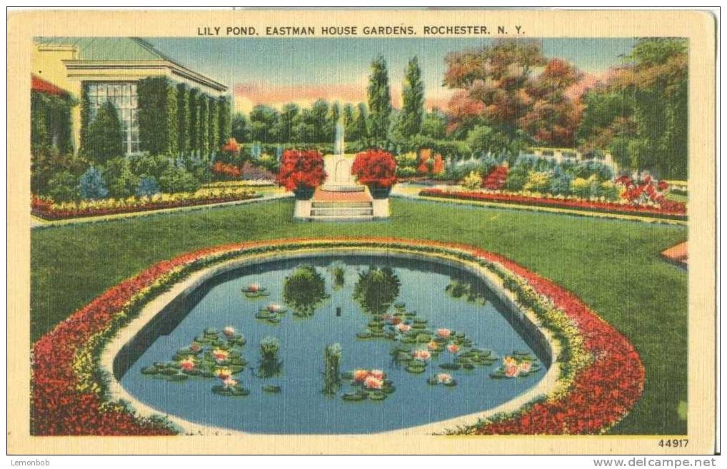 USA – United States – Lily Pond, Eastman House Gardens, Rochester N.Y. Old Unused Postcard [P3196] - Rochester