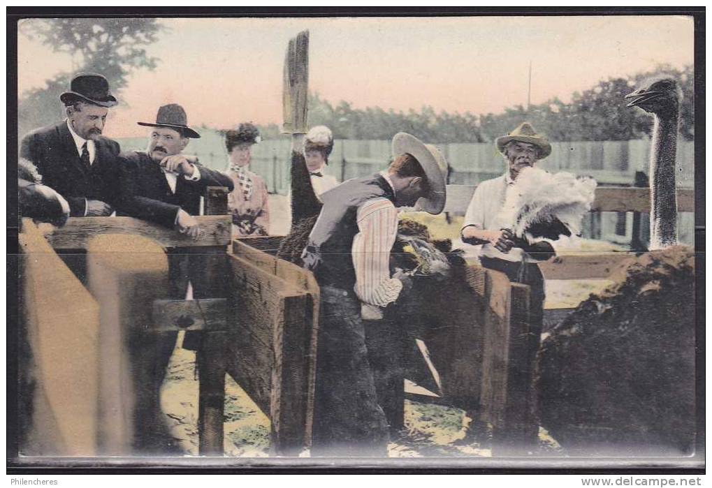 Course D´autruches - CPA - Course D´autruches - Plucking Ostriches, Pan American Ostrich Farm, Near Phoenix, Arizona - Phoenix