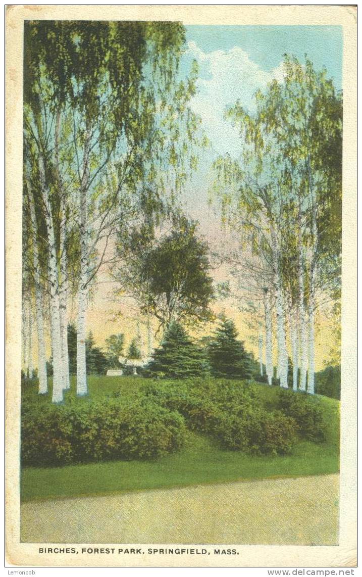 USA – United States – Birches, Forest Park, Springfield, Mass 1921 Used Postcard [P3246] - Springfield