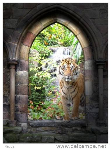 New Postcard, Postkarte, Carte Postale, Animal, Tier, Animale, Tiger, Jungle - Tigers