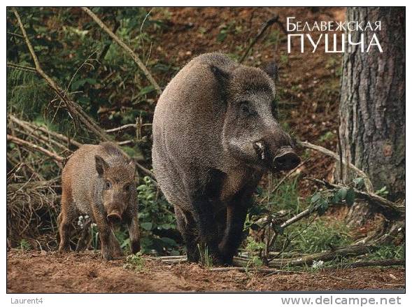 (126) Wild Boar - Sanglier - Cochons