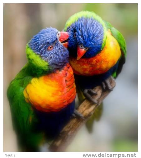 New Postcard, Postkarte, Carte Postale, Animal, Tier, Animale, Bird, Parrot - Birds