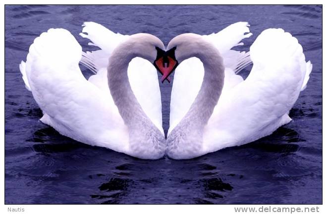 New Postcard, Postkarte, Carte Postale, Animal, Tier, Animale, Bird, White Swan Pair - Birds