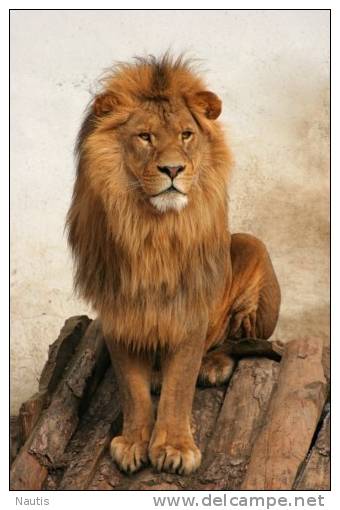 New Postcard, Postkarte, Carte Postale, Animal, Tier, Animale, Lion, Leone, Löwe - Lions