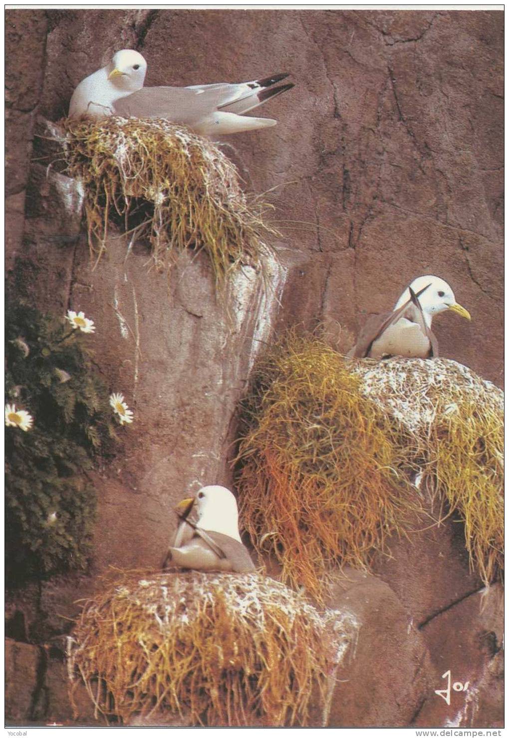 Cp , ANIMAUX , Oiseaux , Mouettes Tridactyles Sur Le Nid - Pájaros