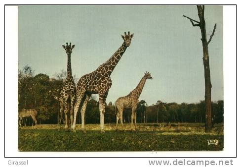 CCPSM GIRAFES Réserve Africaine De Thoiry En Yvelines - Giraffen