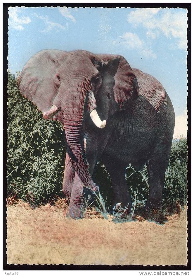 CPM  ELEPHANT D'AFRIQUE Solitaire - Elefantes
