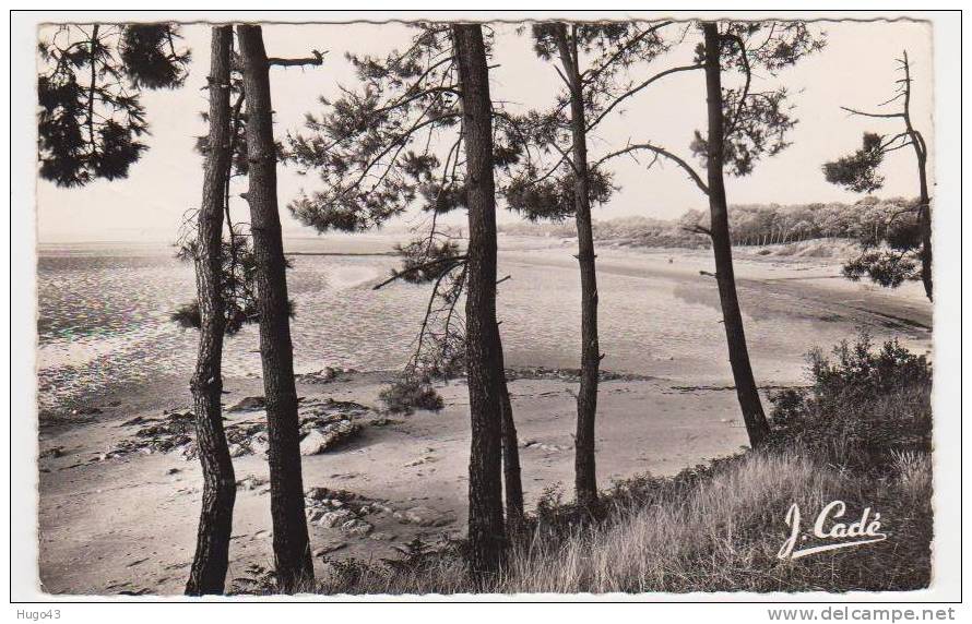 (RECTO/VERSO) SAINT BREVIN - VUE SUR LA PLAGE DU POINTEAU A TRAVERS LES PINS - Saint-Brevin-les-Pins