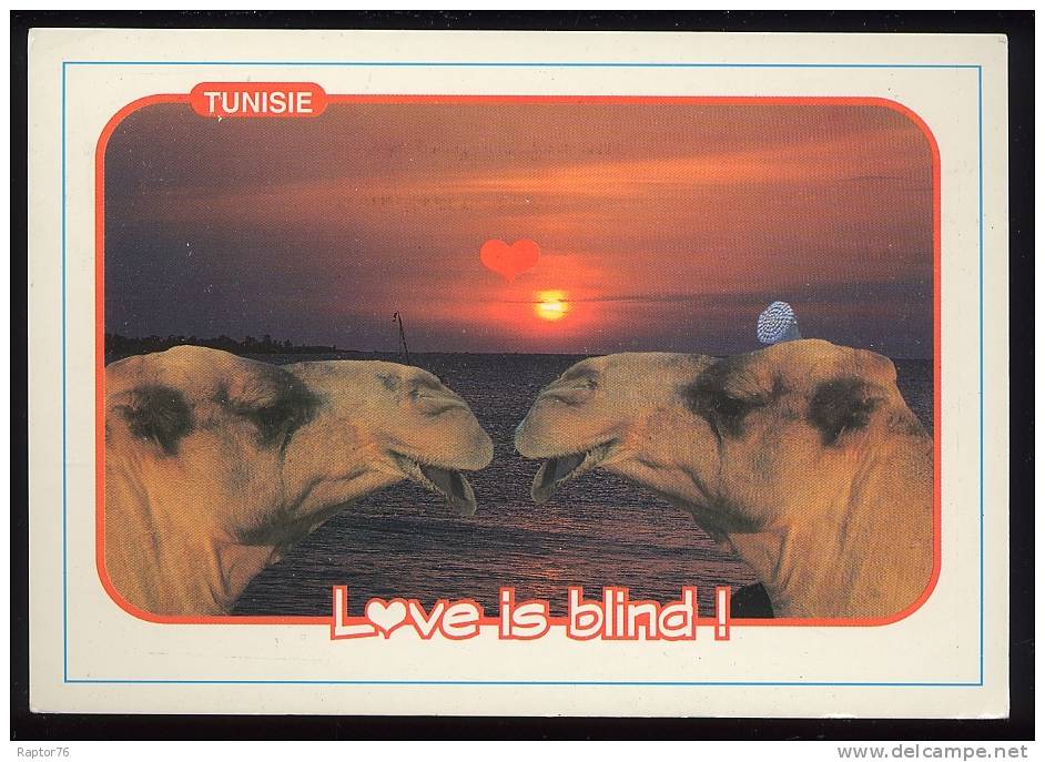 CPM  Animaux  CHAMEAUX  Love Is Blind  L'Amour Est Aveugle - Other & Unclassified