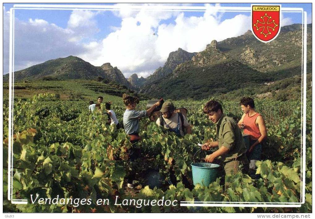 CPM - Vendanges En Languedoc - Languedoc-Roussillon