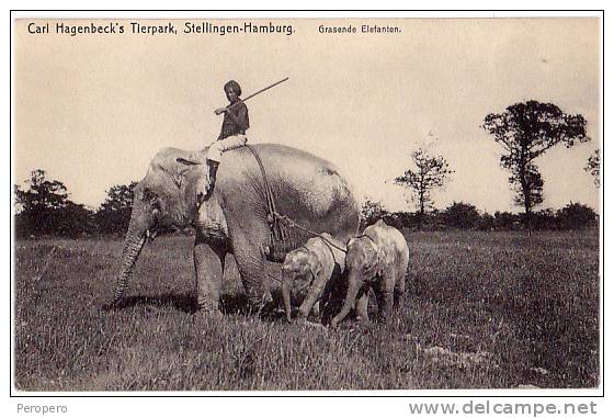 AK ZIRKUS CARL HAGENBECK'S TIERPARK - STELLINGEN- HAMBURG GRASENDE ELEFANTEN OLD POSTCARD - Circus