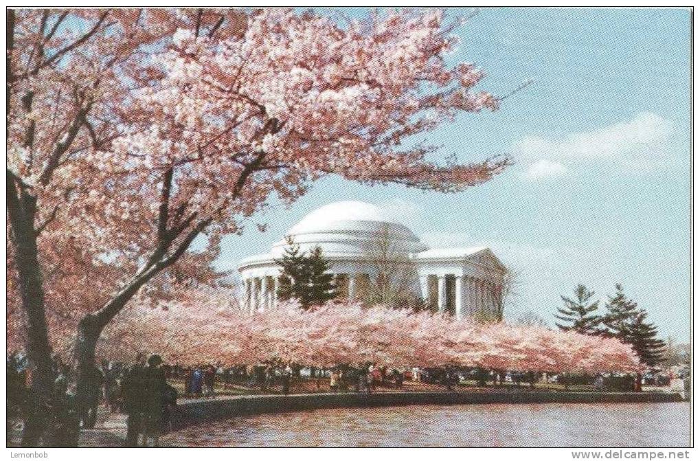 USA – United States – Jefferson Memorial, Washington D.C. Unused Postcard [P3475] - Washington DC