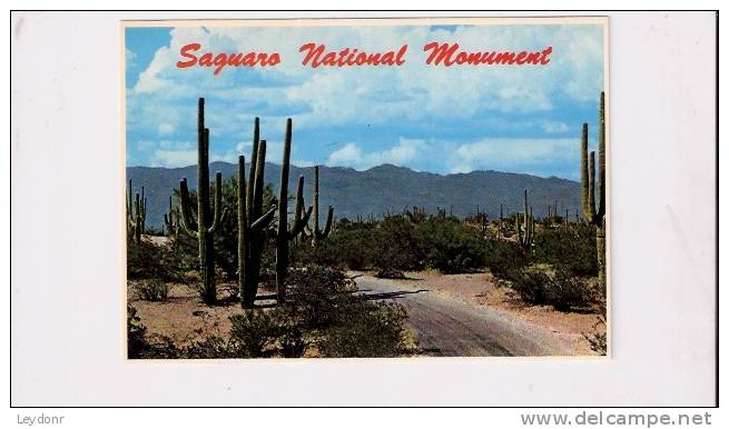 Roadway Through Saguaro National Monument, Tucson, Arizona - Tucson