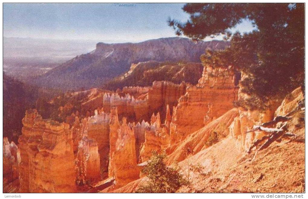 USA – United States – Bryce Canyon National Park, Utah Old Unused Postcard [P3522] - Bryce Canyon