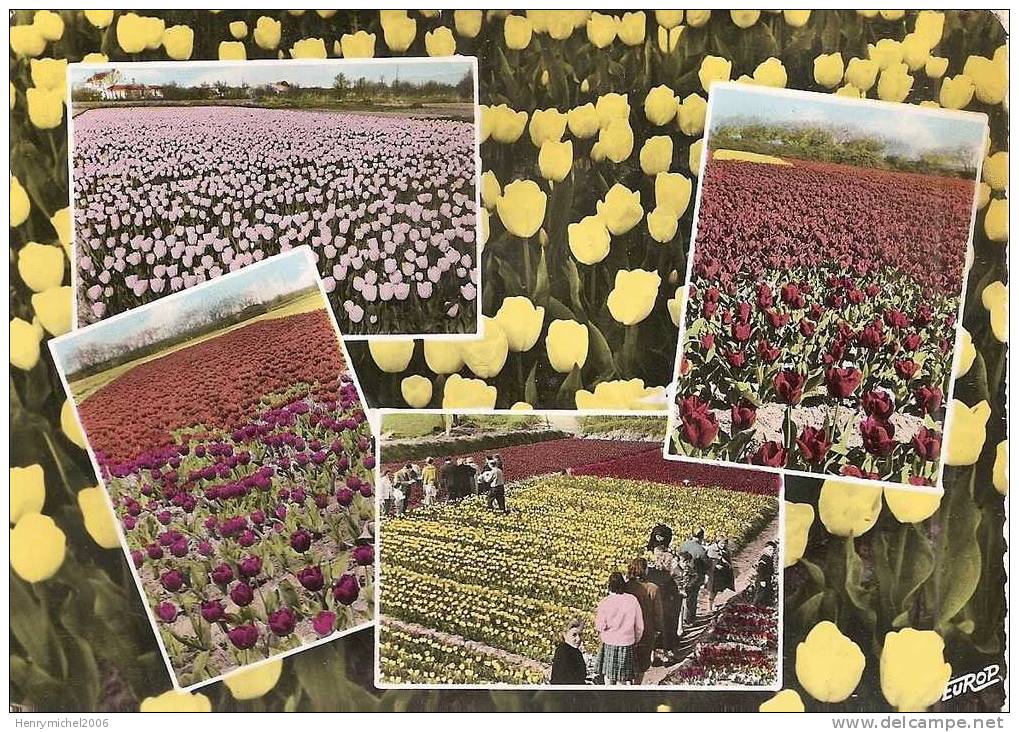 Vendée - La Tranche Sur Mer - Culture Des Tulipes Vendéennes En 1961 , Ed Photo  De L'europ - La Tranche Sur Mer